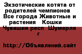  Экзотические котята от родителей чемпионов - Все города Животные и растения » Кошки   . Чувашия респ.,Шумерля г.